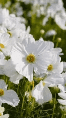 Semillas de Cosmea Sensación tipo Jazmín – El Perfume de Dios (una mezcla natural de aroma envolvente y belleza floral)