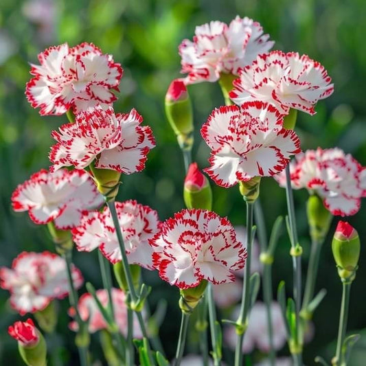 Semillas de Clavel Poeta para llenar tu jardín de color y vida - Paquete de 100 semillas