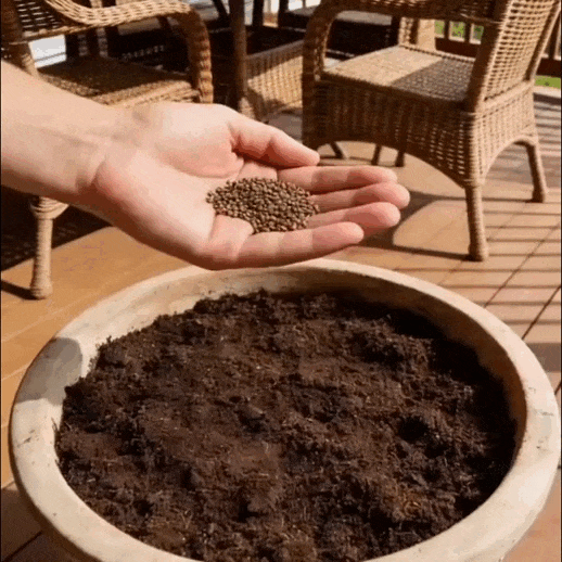 Semillas de Fresa para Cosechar tus Propias Fresas Naturales en Casa